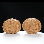 "Snake Head" Collector's Rare Large Size Cobra Snake Head Treasure Basin Hand-Matched Wenwan Walnuts Pair | Size:51L*30W*36H | UPI:UR-00141