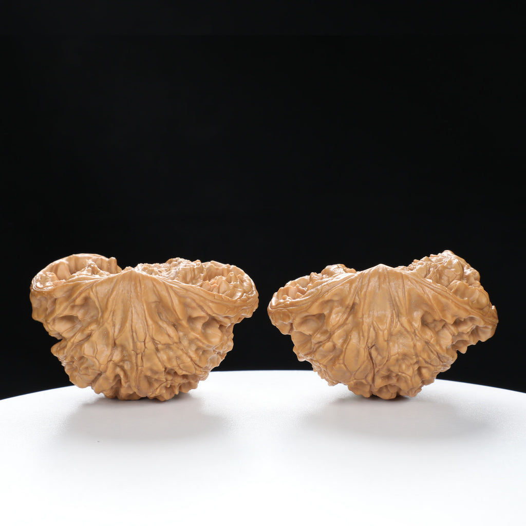 "Snake Head" Collector's Rare Large Size Cobra Snake Head Treasure Basin Hand-Matched Wenwan Walnuts Pair | Size:51L*30W*36H | UPI:UR-00141