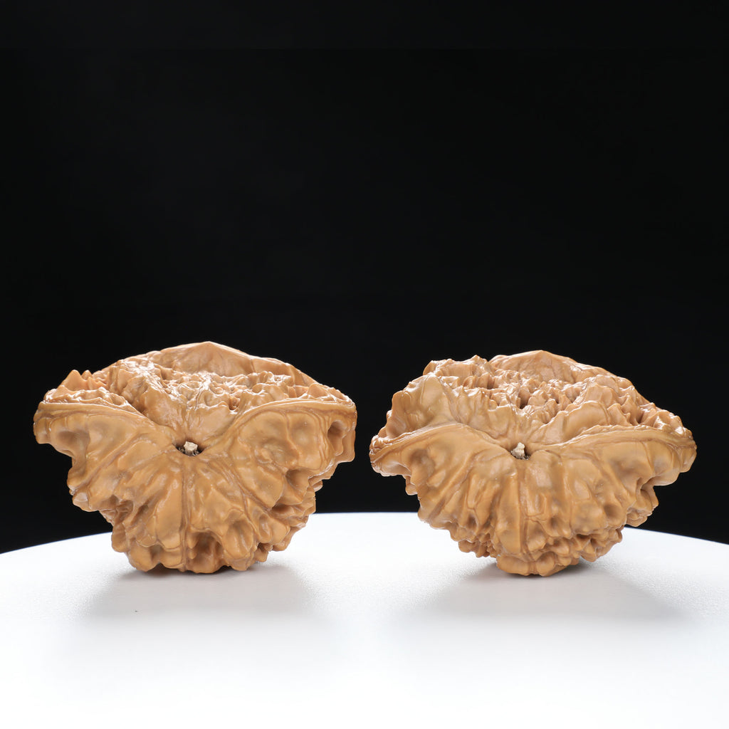 "Snake Head" Collector's Rare Large Size Cobra Snake Head Treasure Basin Hand-Matched Wenwan Walnuts Pair | Size:51L*30W*36H | UPI:UR-00141