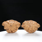 "Snake Head" Collector's Rare Large Size Cobra Snake Head Treasure Basin Hand-Matched Wenwan Walnuts Pair | Size:51L*30W*36H | UPI:UR-00141