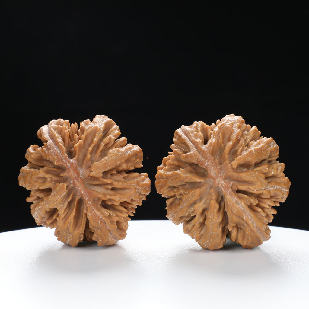 “Wild Qinling Thick-Ridge” nature.Eight-Ridge Lantern Qinling Qiuzi (Autumn Walnut) Wenwan Pair | Size:42L*38W*38H | UPI:UR-00137