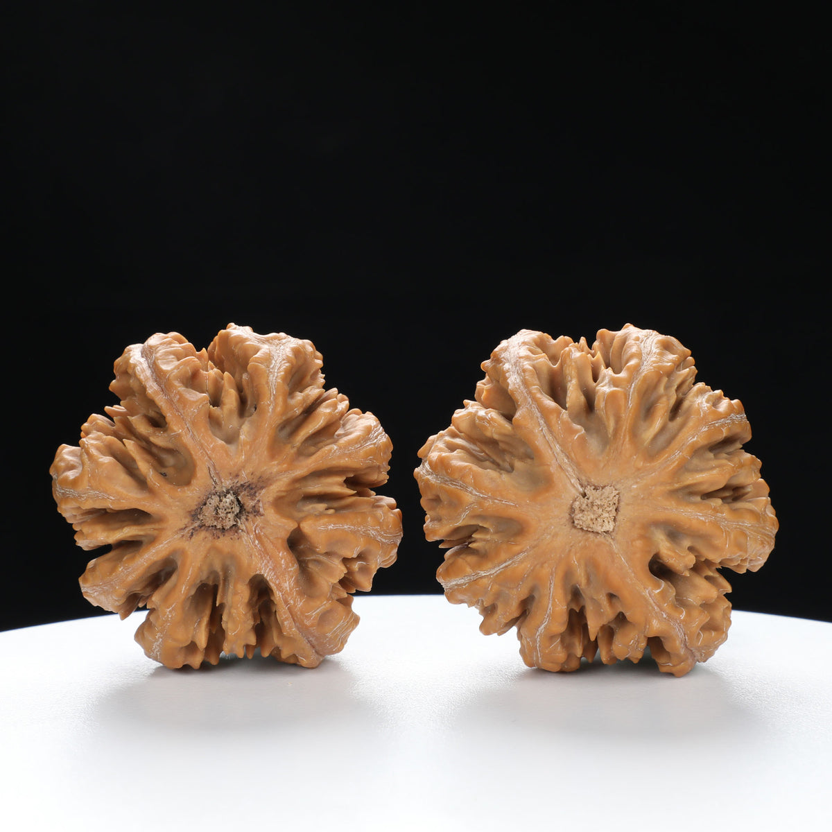 “Wild Qinling Thick-Ridge” nature.Eight-Ridge Lantern Qinling Qiuzi (Autumn Walnut) Wenwan Pair | Size:42L*38W*38H | UPI:UR-00137