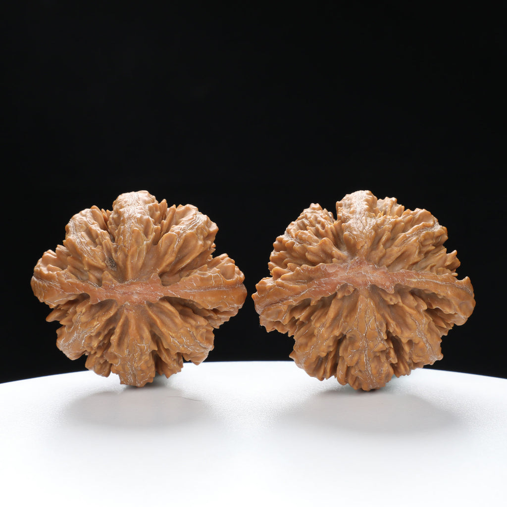 “Wild Qinling Thick-Ridge” nature.Eight-Ridge Lantern Qinling Qiuzi (Autumn Walnut) Wenwan Pair | Size:42L*38W*38H | UPI:UR-00138