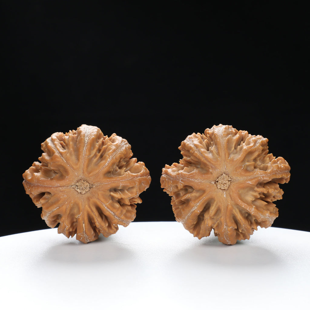 “Wild Qinling Thick-Ridge” nature.Eight-Ridge Lantern Qinling Qiuzi (Autumn Walnut) Wenwan Pair | Size:42L*38W*38H | UPI:UR-00138