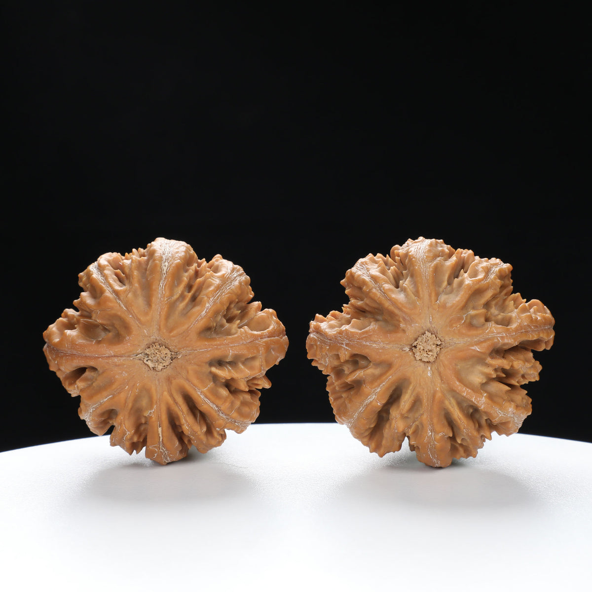 “Wild Qinling Thick-Ridge” nature.Eight-Ridge Lantern Qinling Qiuzi (Autumn Walnut) Wenwan Pair | Size:42L*38W*38H | UPI:UR-00138
