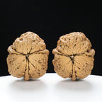 “Three-Ridged” Y-Shaped Totem Texture Natural Triple-Ridge Wenwan Walnuts Pair | Size:34L*39W*41H | UPI:UR-00144