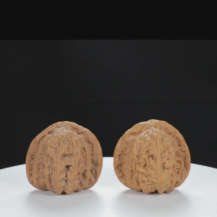 "White Lion's Head" Essential entry level Wenwan Walnuts Pair | Size:40L*38W*36H | UPI:UR-00123