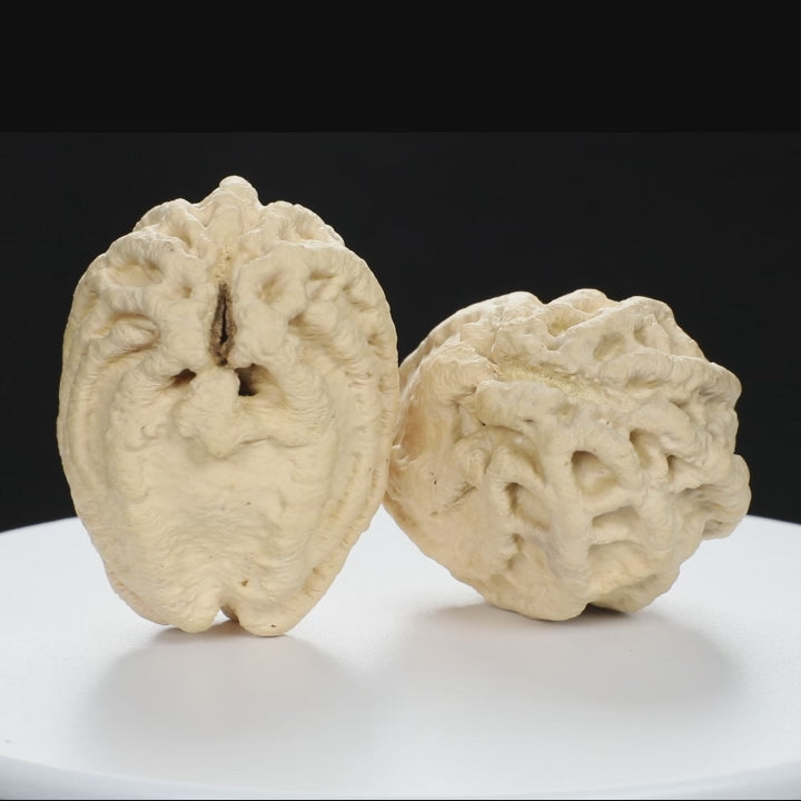 “Ghost Face” Natural Large-Nose Grimace Indonesian Walnuts Pair (Honker Duo) | Size:45L*47W*60H | UPI:UR-00100