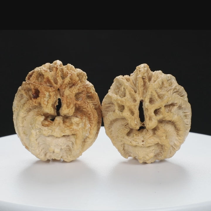 "Ghost Face" "Dumb and Dumber" Goofy Face Natural Indonesian Grimace Walnuts Pair | Size:43L*44W*49H | UPI:UR-00104