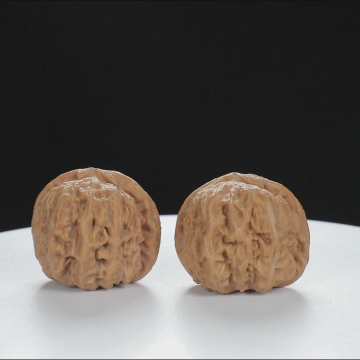 "White Lion's Head" Curated entry level Wenwan Walnuts Pair | Size:34L*33W*29H | UPI:UR-00017