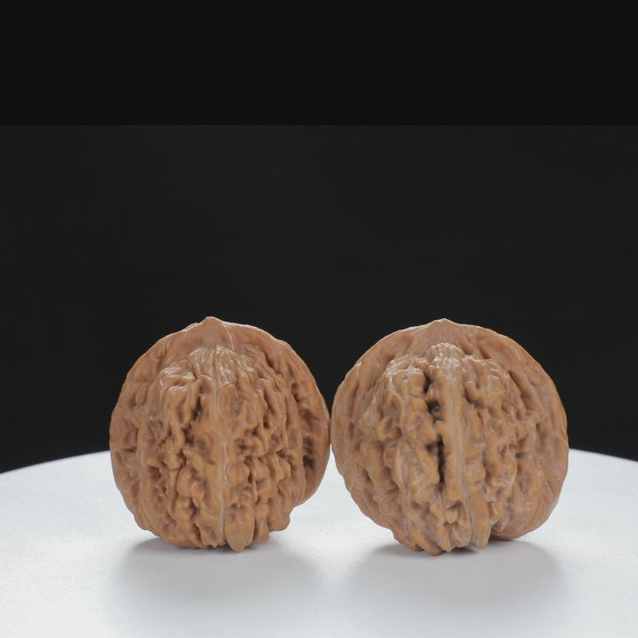 "White Lion's Head" Premium entry level Wenwan Walnuts Pair | Size:39L*39W*38H | UPI:UR-00019