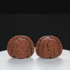 "White Lion's Head" Distinctive entry level Wenwan Walnuts Pair | Size:44L*41W*35H | UPI:UR-00029