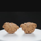 "Snake Head" Collector's Rare Large Size Cobra Snake Head Treasure Basin Hand-Matched Wenwan Walnuts Pair | Size:51L*30W*36H | UPI:UR-00141